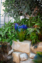 Load image into Gallery viewer, Large Vase - Fleur de Paon Exotique